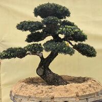 3828234079 79c7a66ed9c06e132d78c1a2b6306a9