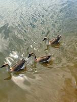 3d29158d19f410655d514a0848bc3c2fd1a38939