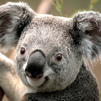 993966ec51708ab831cc72131e55a5208438ae64