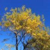 C780cbf19da7d5e76eff8cd119af939846a05ee1