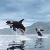 Ab8ea62fde74aaf728a7e7f8330aebcfe8c78dec