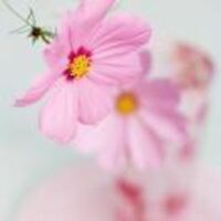 210493cf8853542f994cd5bb5533c3c160c7e29c