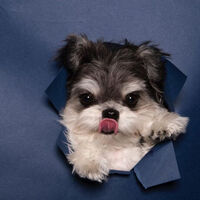 28258f1be086fac6b966462a39302665164ecbe6