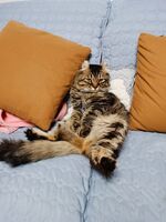 0a1e51f4282e351ac740d37c6b29efbae749ad32