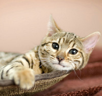 931ecb71145e76c4652e8c3a6c62c0f712fc59f6