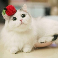 9784e1867fd0946fdab59de963196924e863a4e2