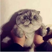 Aaf8e110204ffcafb77e55a467d1db65dc0e279a