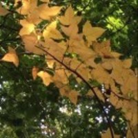 0a70cd05040ad28f6266da807f631e91a4819050